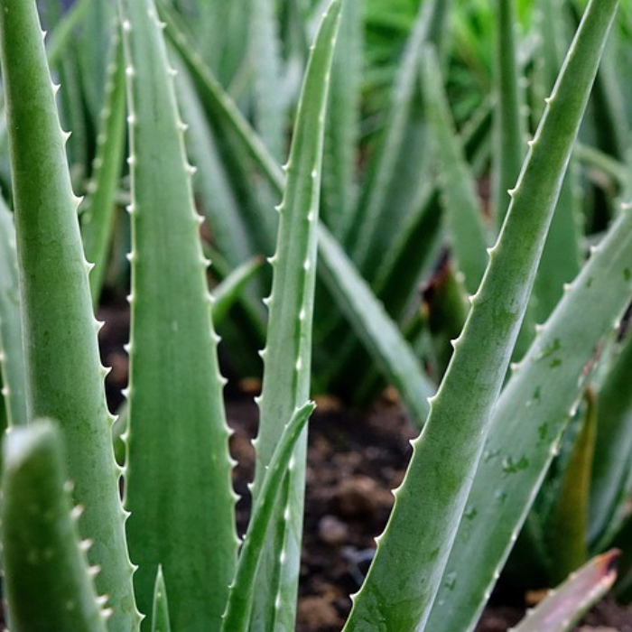 Aloe Vera